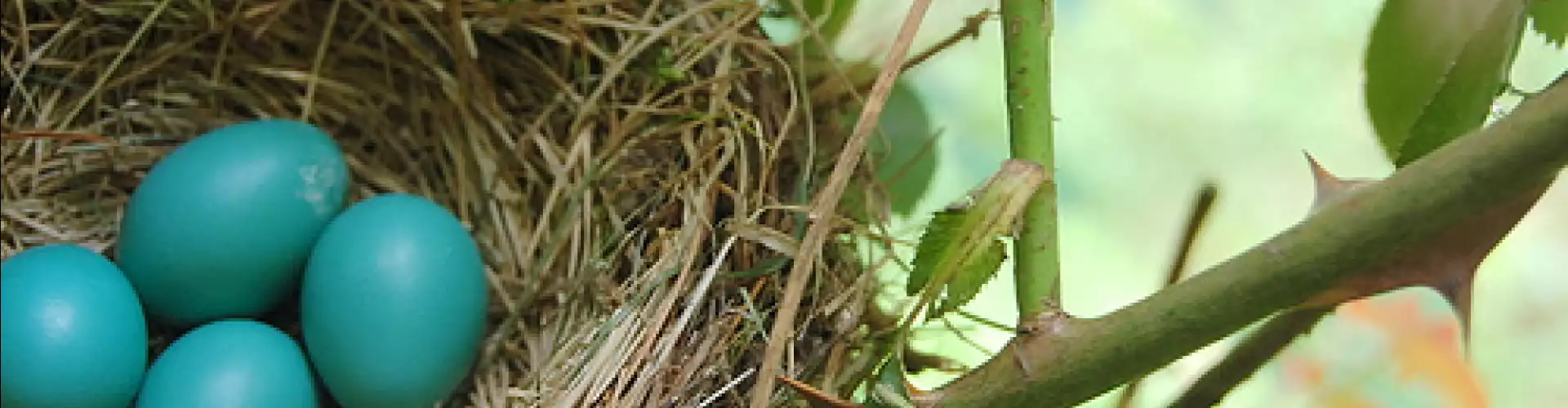 Celebrate Spring with Renewal - Spring Equinox Ceremony - Online Class by Raven  Many Voices